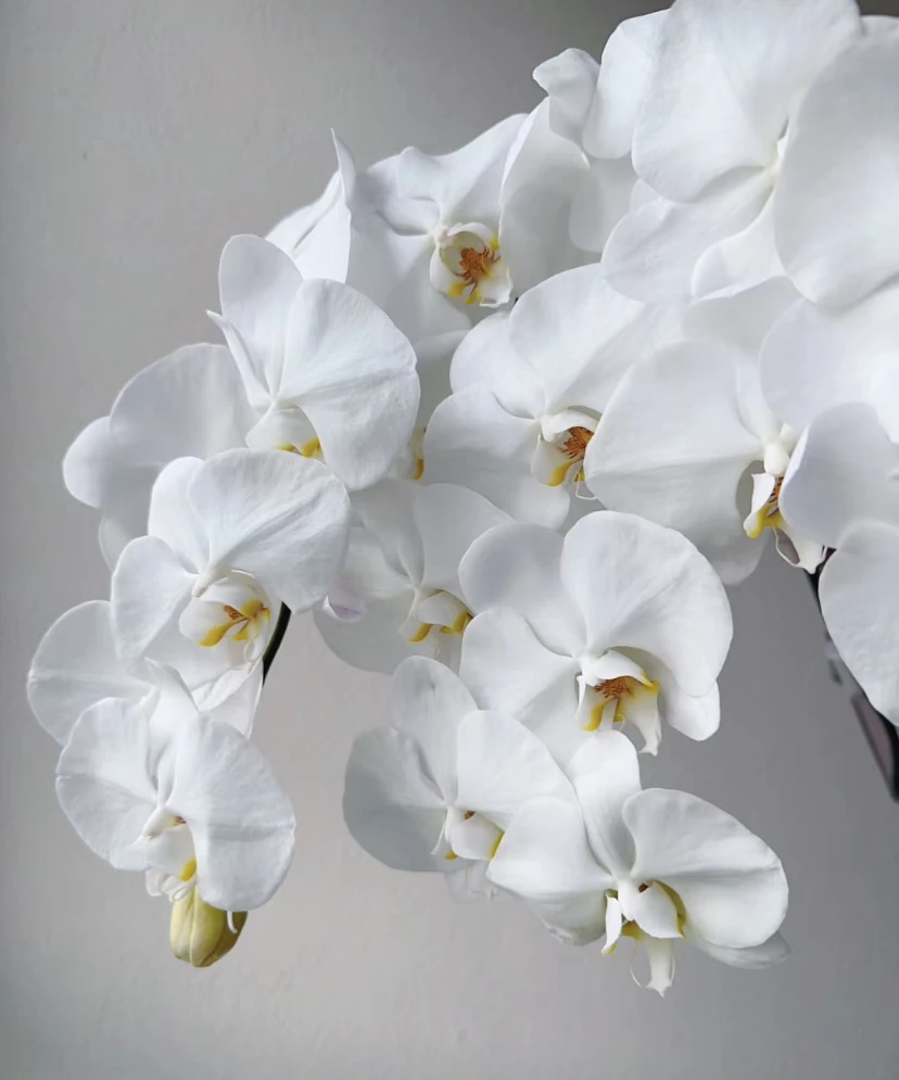 蝴蝶兰 洋兰鲜切花