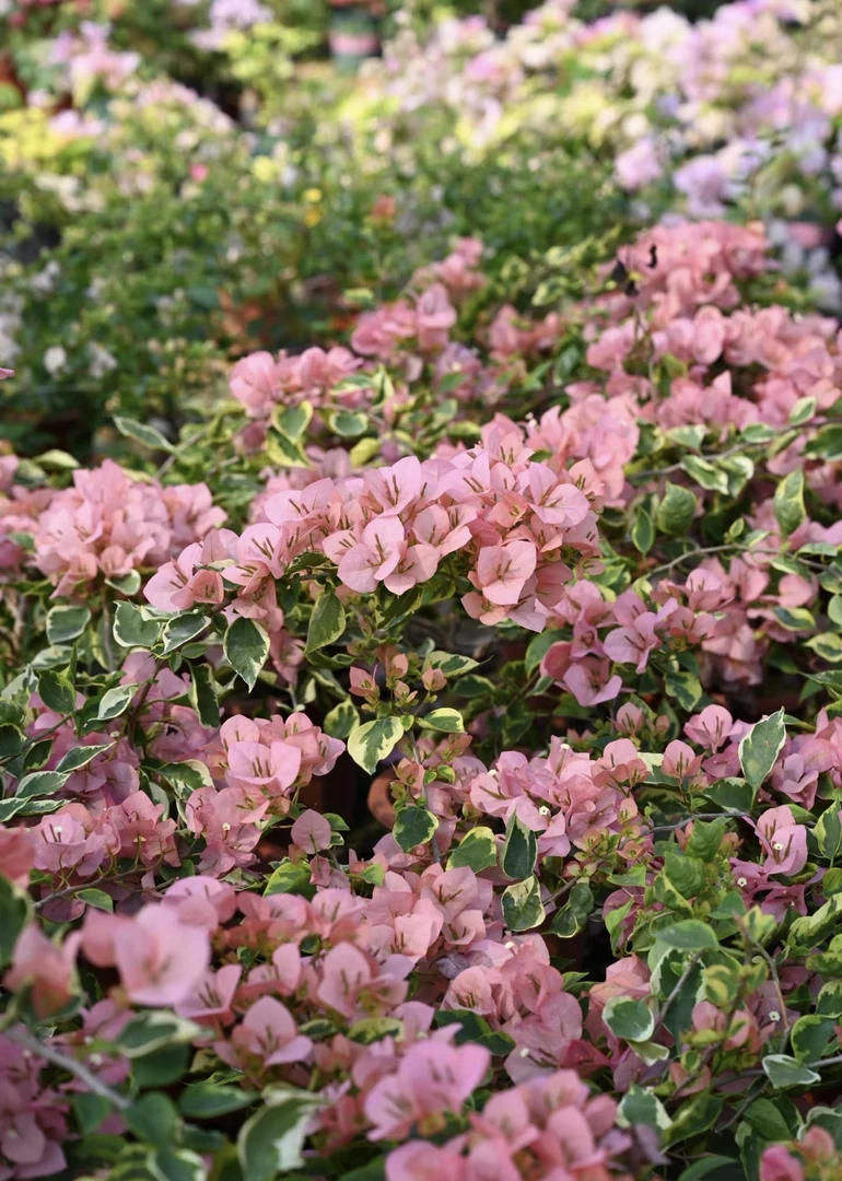 【金边台湾姑娘】勤花品种爬藤三角梅