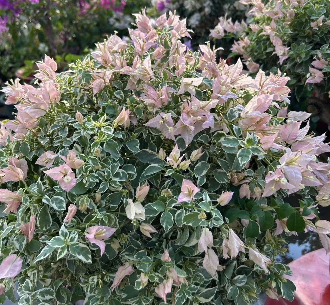 【少女心】 勤花品种爬藤三角梅嫁接款棒棒糖50～60高