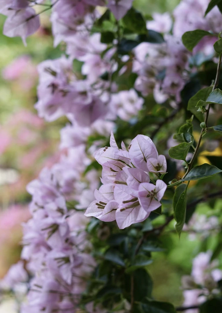 【苹果花】勤花品种爬藤三角梅1加仑花苞发货