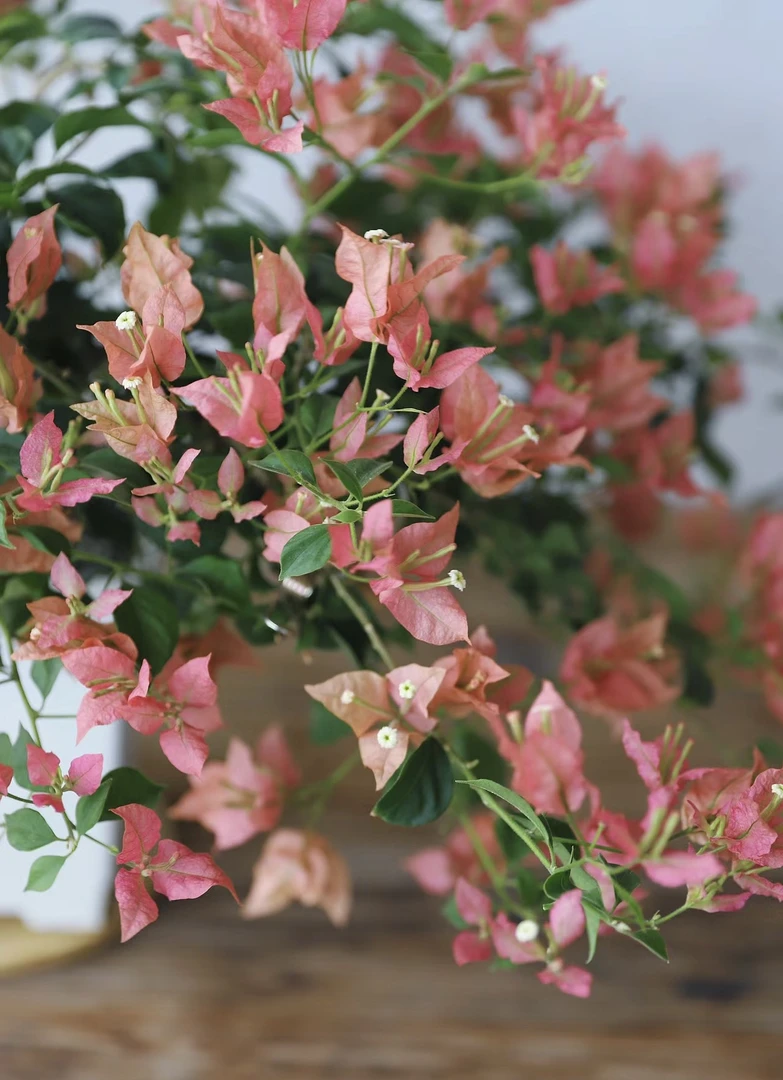 【布里扎】 复古花色勤花品种爬藤三角梅庭院