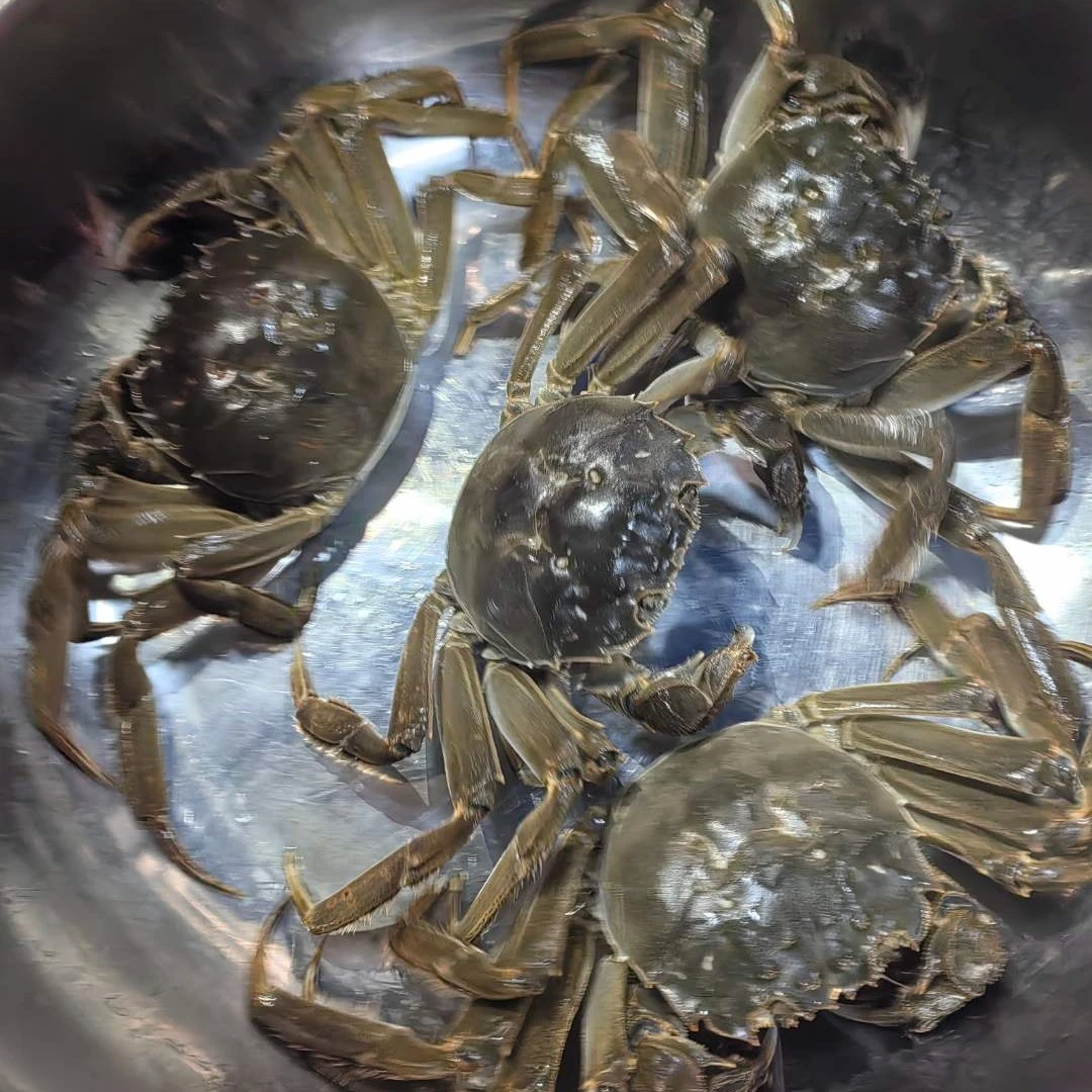 美味大闸蟹 香辣5只精品