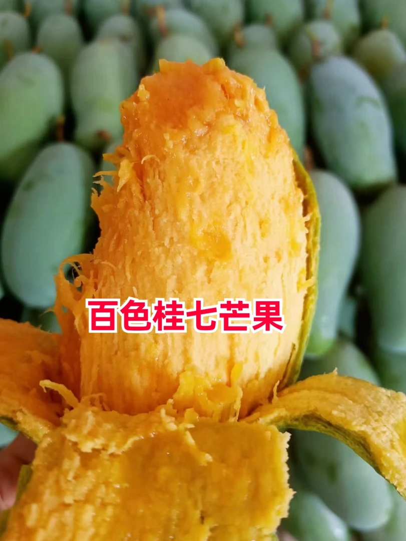 百色桂七芒果纯甜独特香味芒果中万人迷5斤9斤