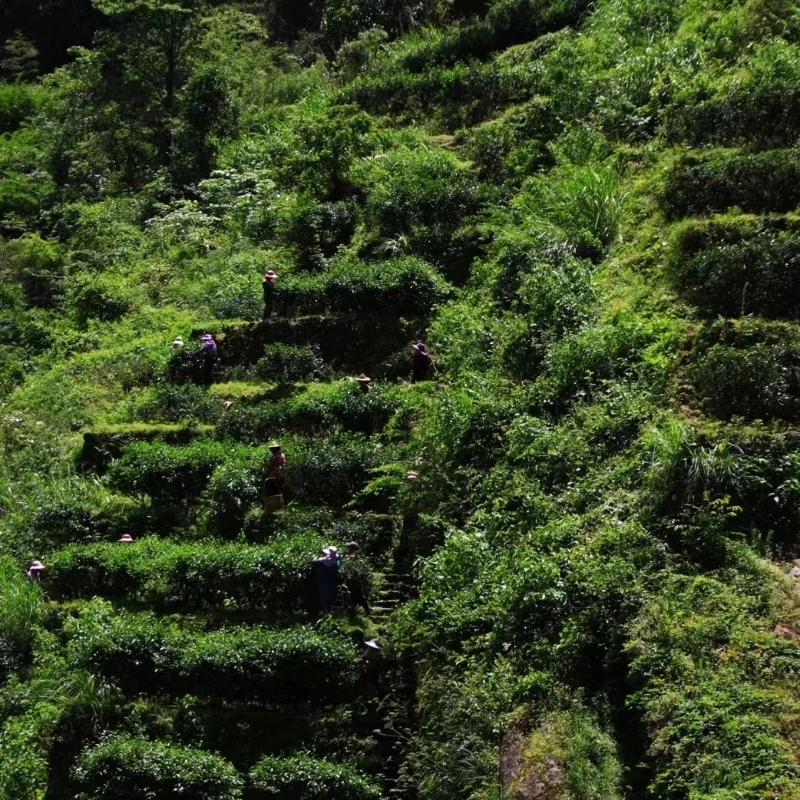 拼配猫兒石+拼配流香涧+小马肉【代拍链接】 武夷岩茶 22