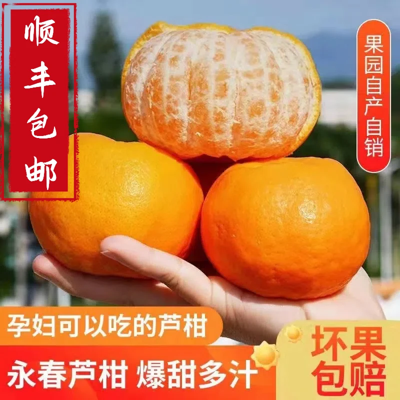 福建正宗永春芦柑礼盒送礼佳品