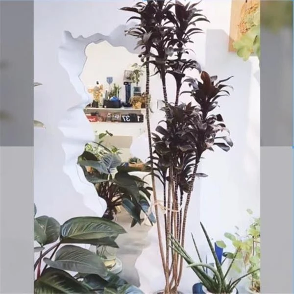 娃娃黑叶朱蕉植物盆栽老桩净化空气室内客厅耐阴好养基地紫气东来