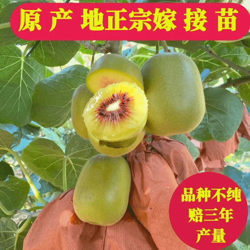 四川猕猴桃树苗红心弥猴桃苗子绿心徐香翠香南方种植水果树苗