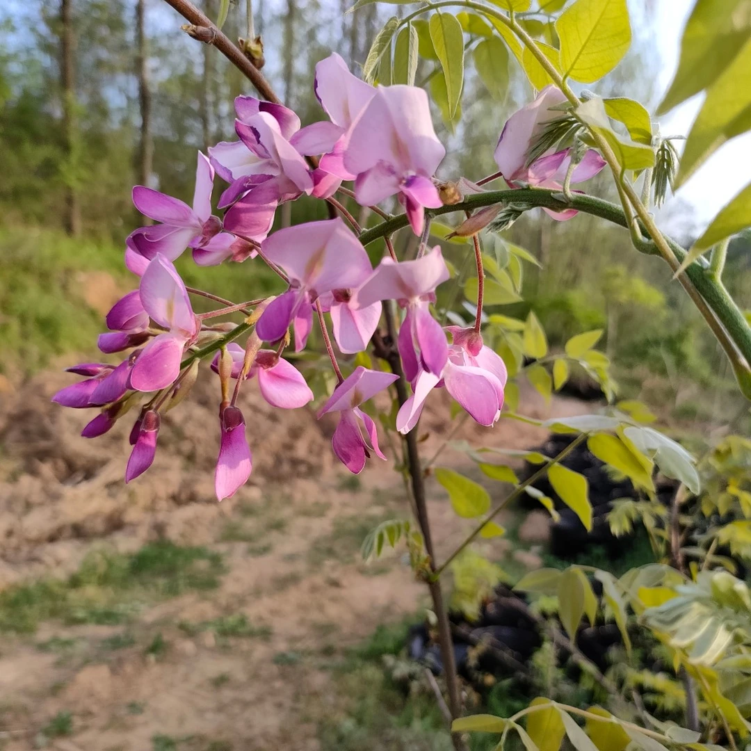 进口红花品种《昭和红藤》