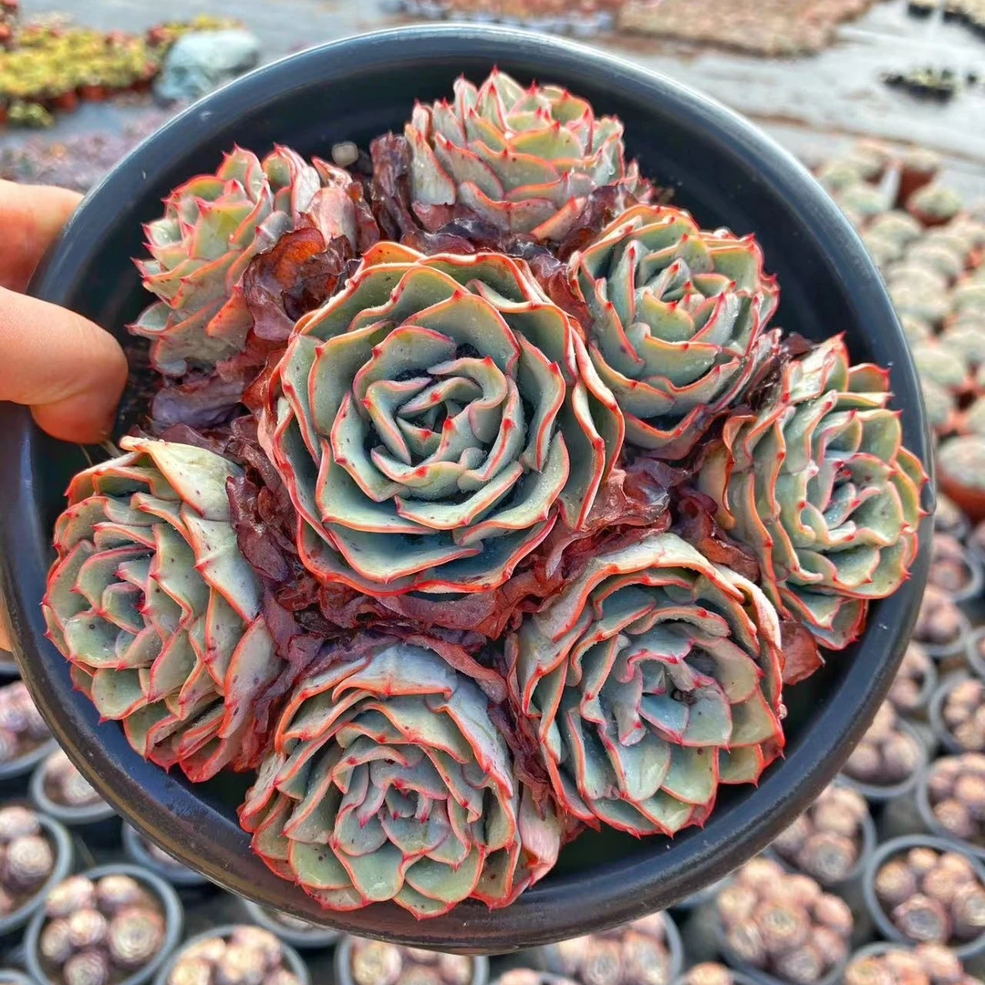 210#奶油黄桃 多肉植物 【满19包邮】脱土发货 老桩多肉植物 以直播