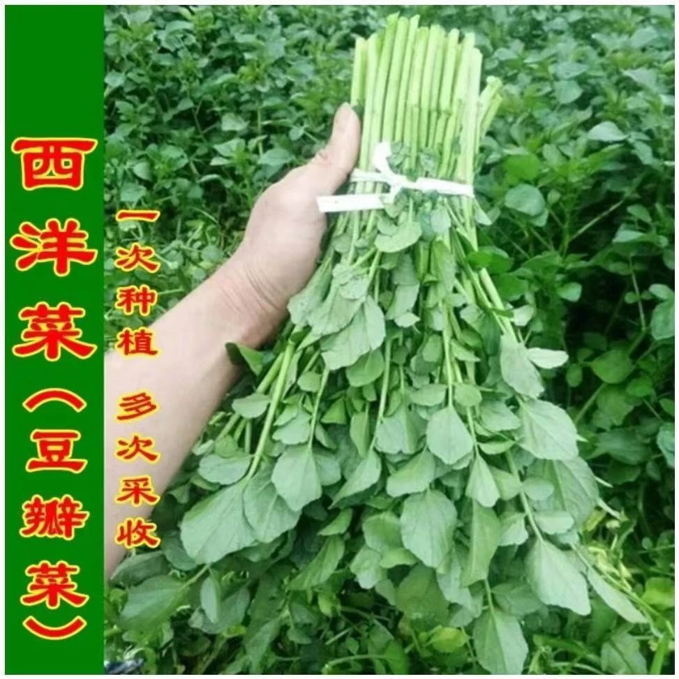 【今年新种】西洋菜种子豆瓣菜种籽四季种植野生耐寒保健蔬菜