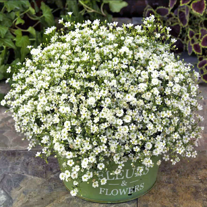 【今年新种】白色满天星花种子阳台盆栽植物花籽四季易种活室