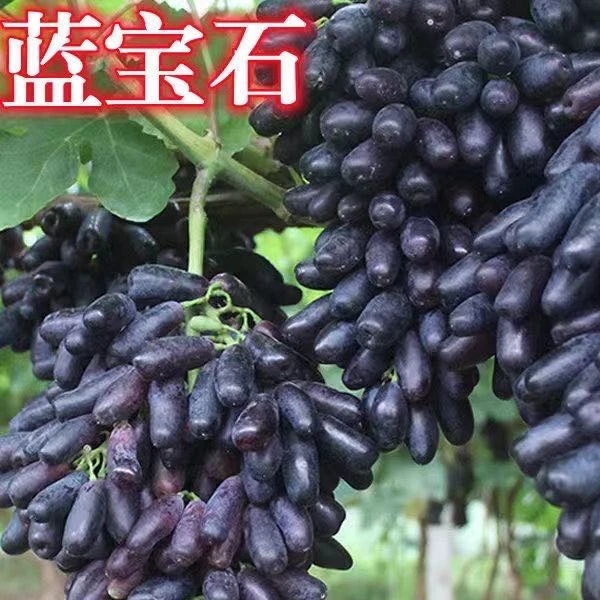 【包邮】丰产期盛果期精品大葡萄树苗当年南方北方盆栽地栽阳台小院