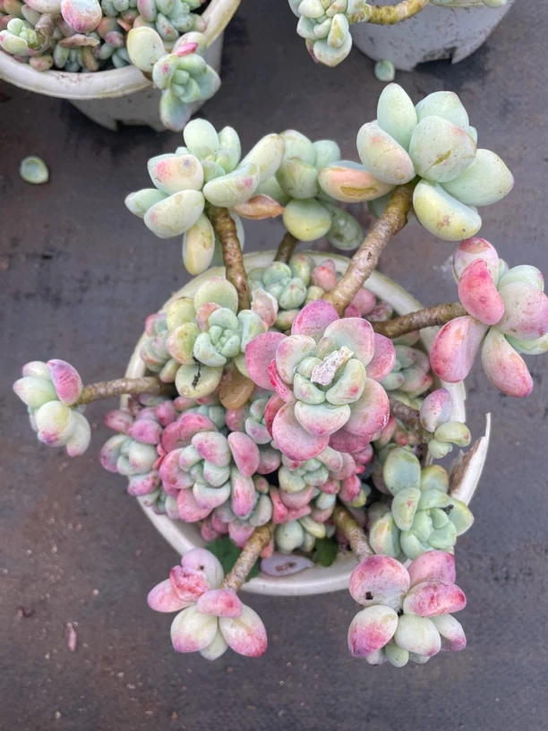 大劳尔 多肉植物新手好养（满9.9包邮）