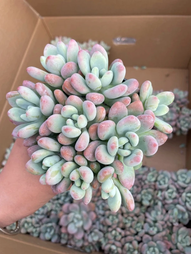 洛神 多肉植物新手好养（满9.9包邮）