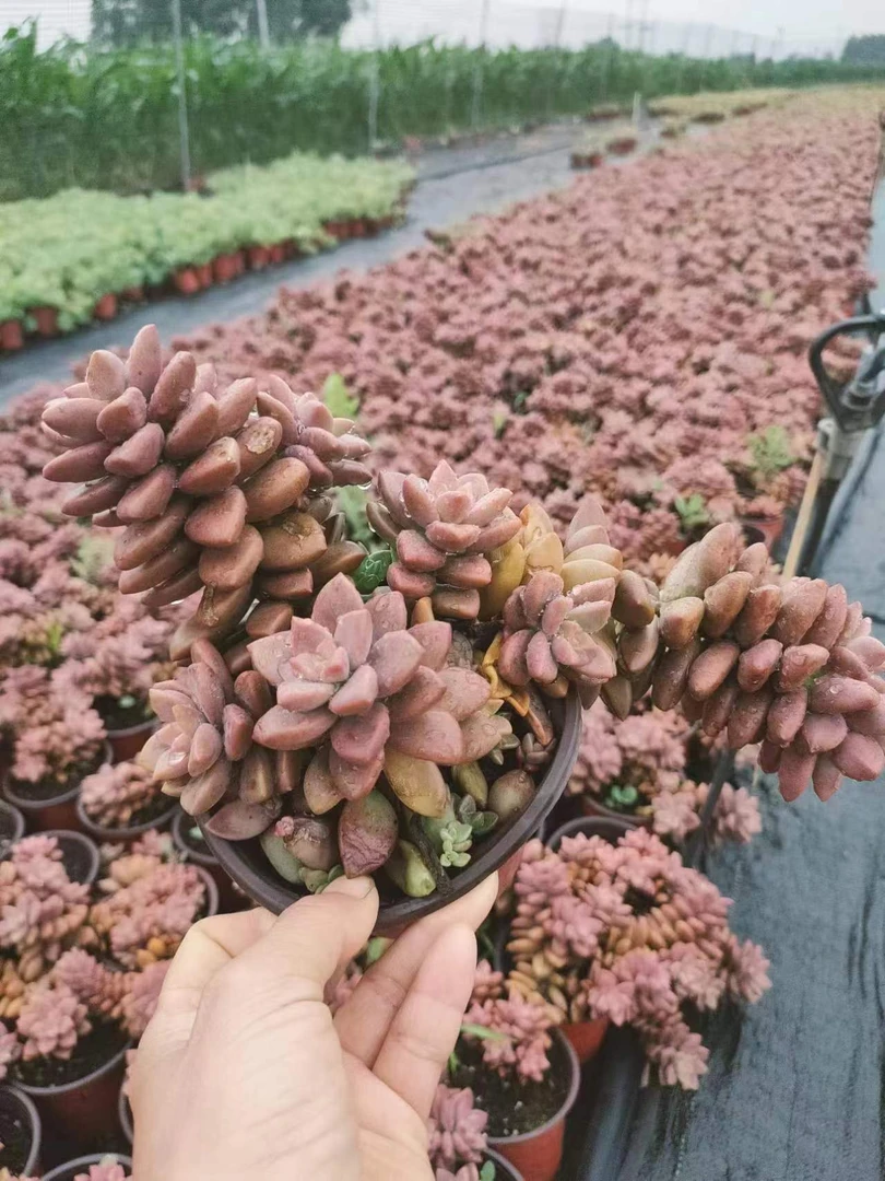 姬胧月整装 多肉植物新手度夏好养阳台露养散光室内夏天根系