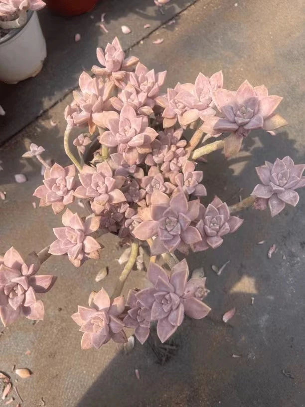 小阿伦培 多肉植物新手度夏好养阳台露养夏天散光（全店满9.9包邮）