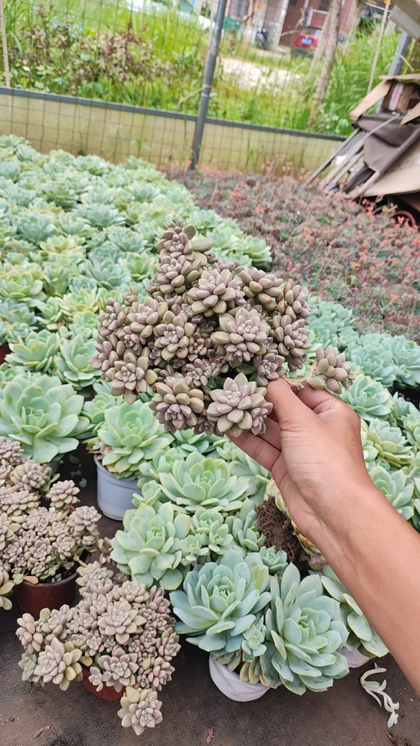 丸叶姬秋丽 多肉植物新手好养（满9.9包邮）