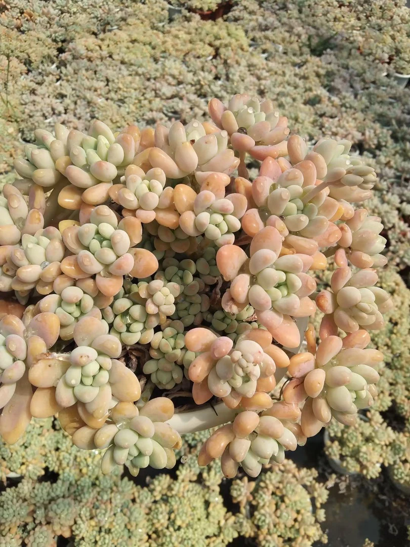 奶酪蛋糕 多肉植物新手好养阳台露养（全店满9.9包邮）