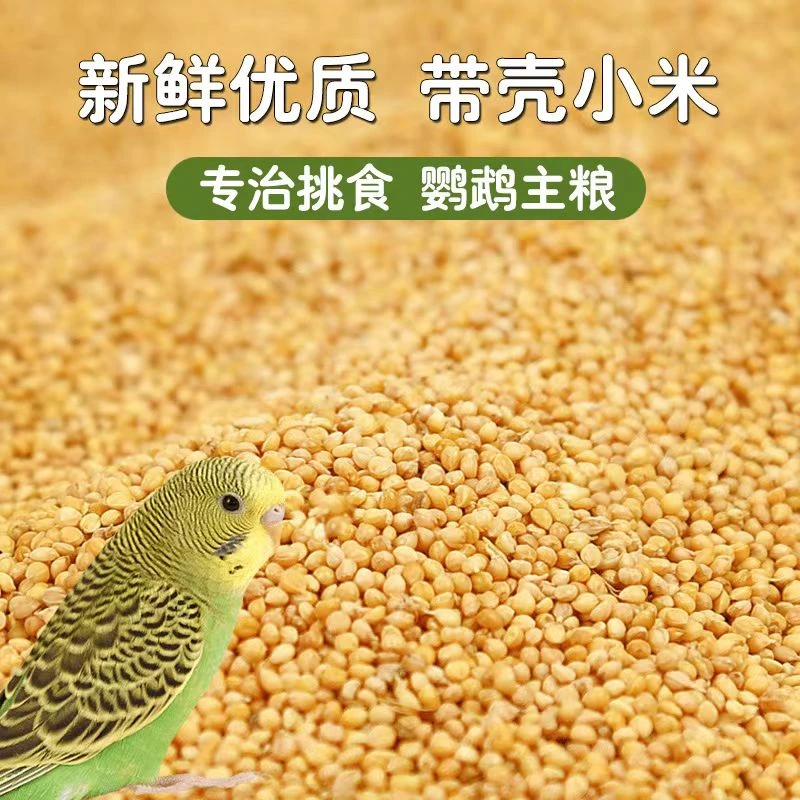 鹦鹉专用黄谷子    中小型鹦鹉黄谷子