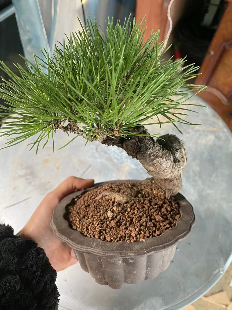 精品 盆景一物一拍