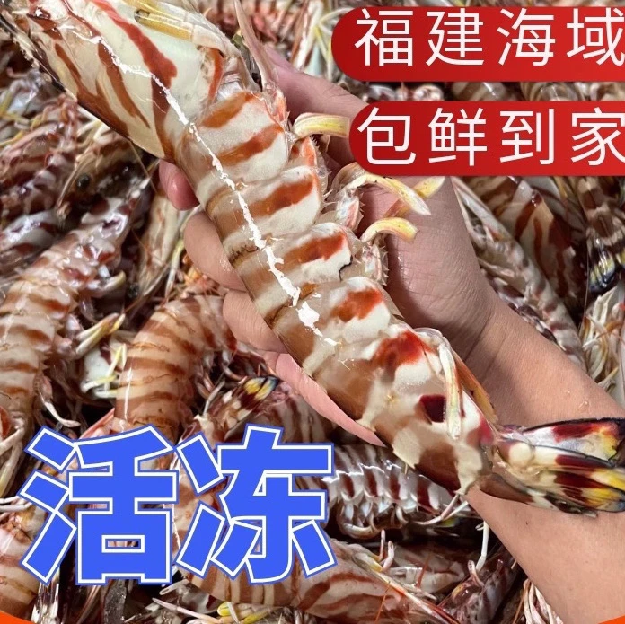 【一斤3-4只巨无霸】东山岛深海大斑节虾九节虾活虾速冻发货
