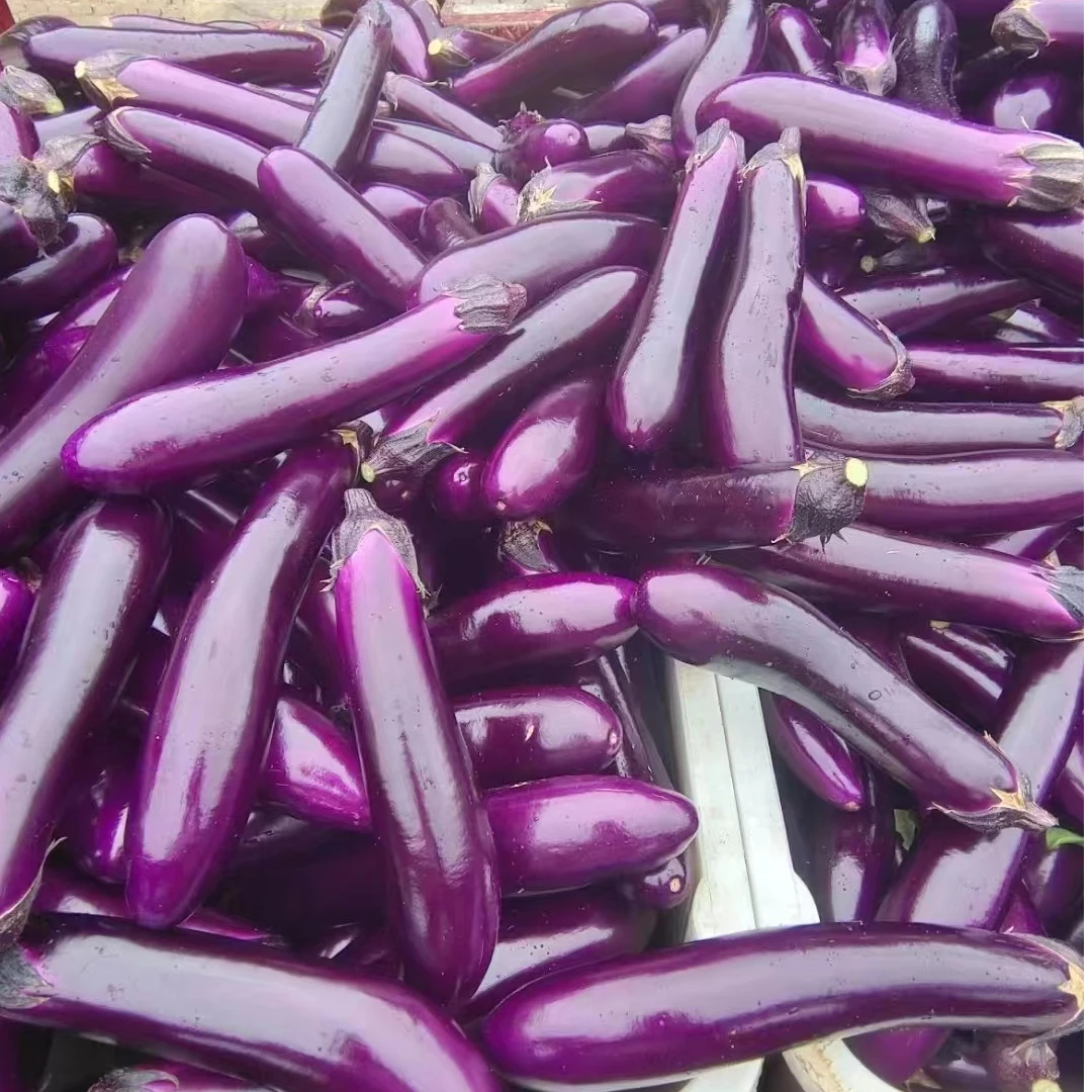 【5斤福利款包邮】红茄子秋季新苗露天种植口感细嫩香味浓郁