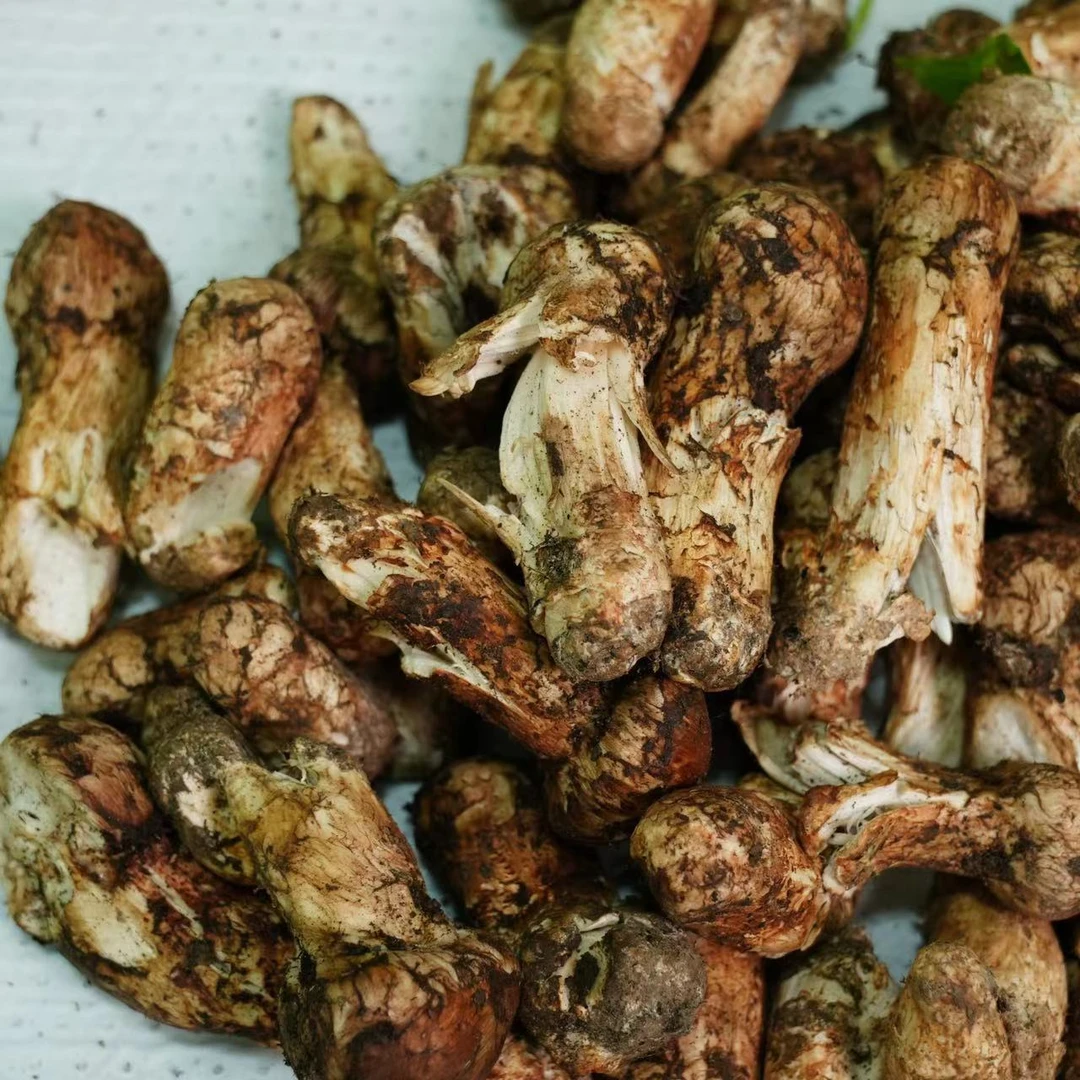 新鲜松茸现货等外品 轻微破损自吃款特价特惠 【顺丰空运】