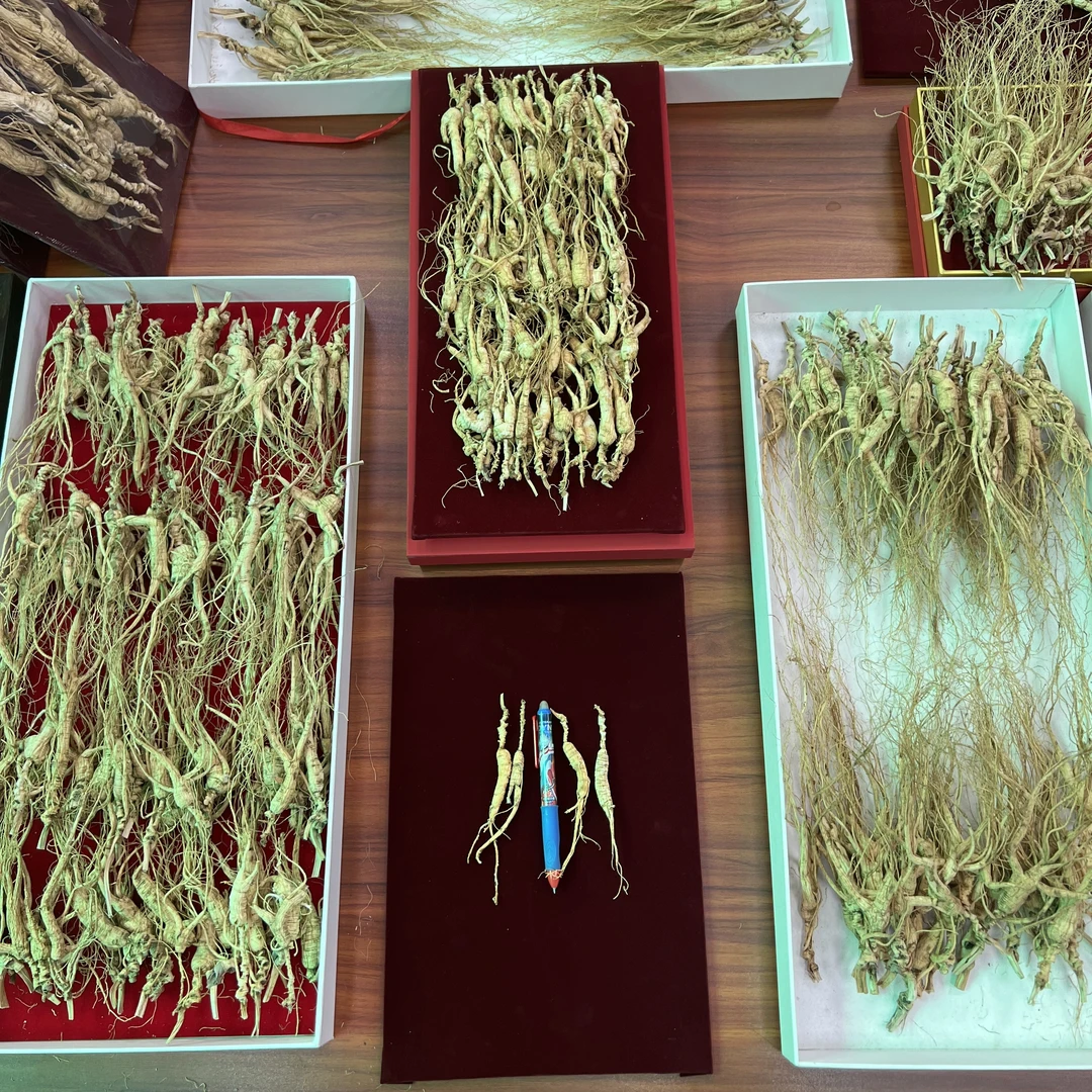 半斤装长白山纯林下参籽货 老货  微残 高年头  单支小克重