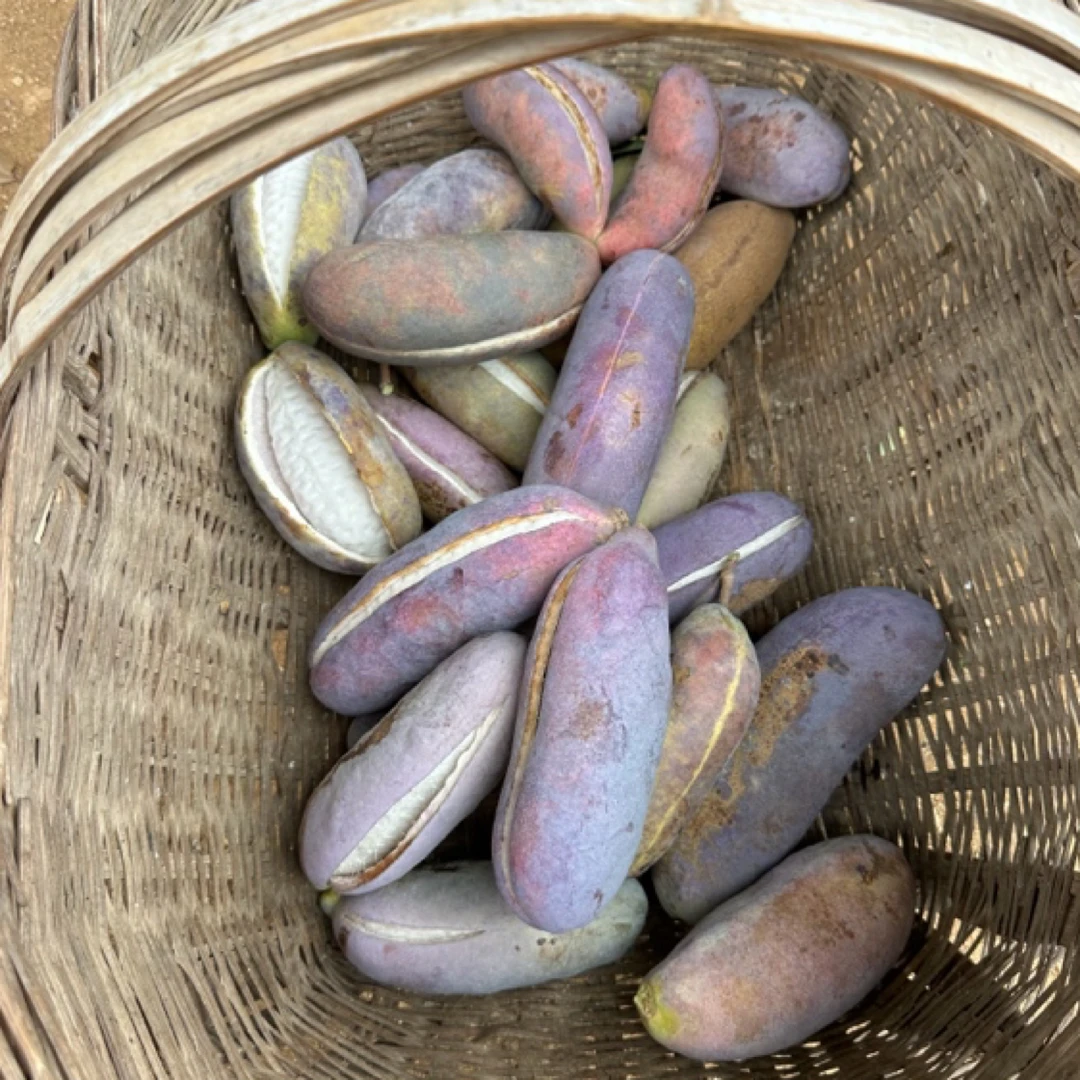 湖北钟祥仿野生八月瓜软糯香甜小时候的回忆