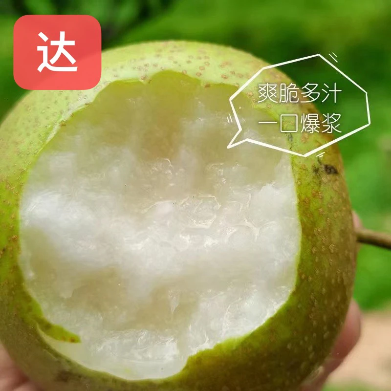 钟祥柴胡棚架脆冠梨5斤顺丰脆甜爽口无渣
