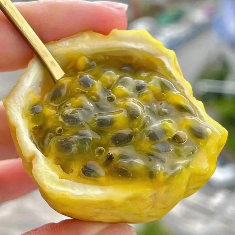 源头优选 现摘当季新鲜水果广西钦蜜9号黄金百香果10个整箱纯甜