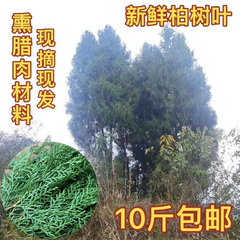 熏腊肉专用柏枝柏丫泡现摘新鲜松树叶侧柏扁柏叶洗发酒熏柏肉材料