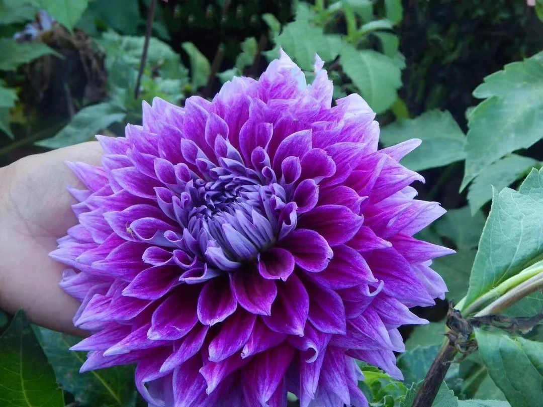 【大丽花种球】紫皇后【盆栽·地栽·阳台栽.好养好种植花卉】