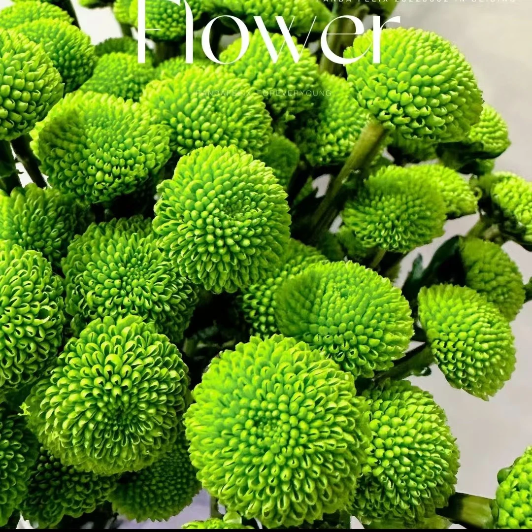 绿扣小雏菊（居家办公优选）《东北基地发货》