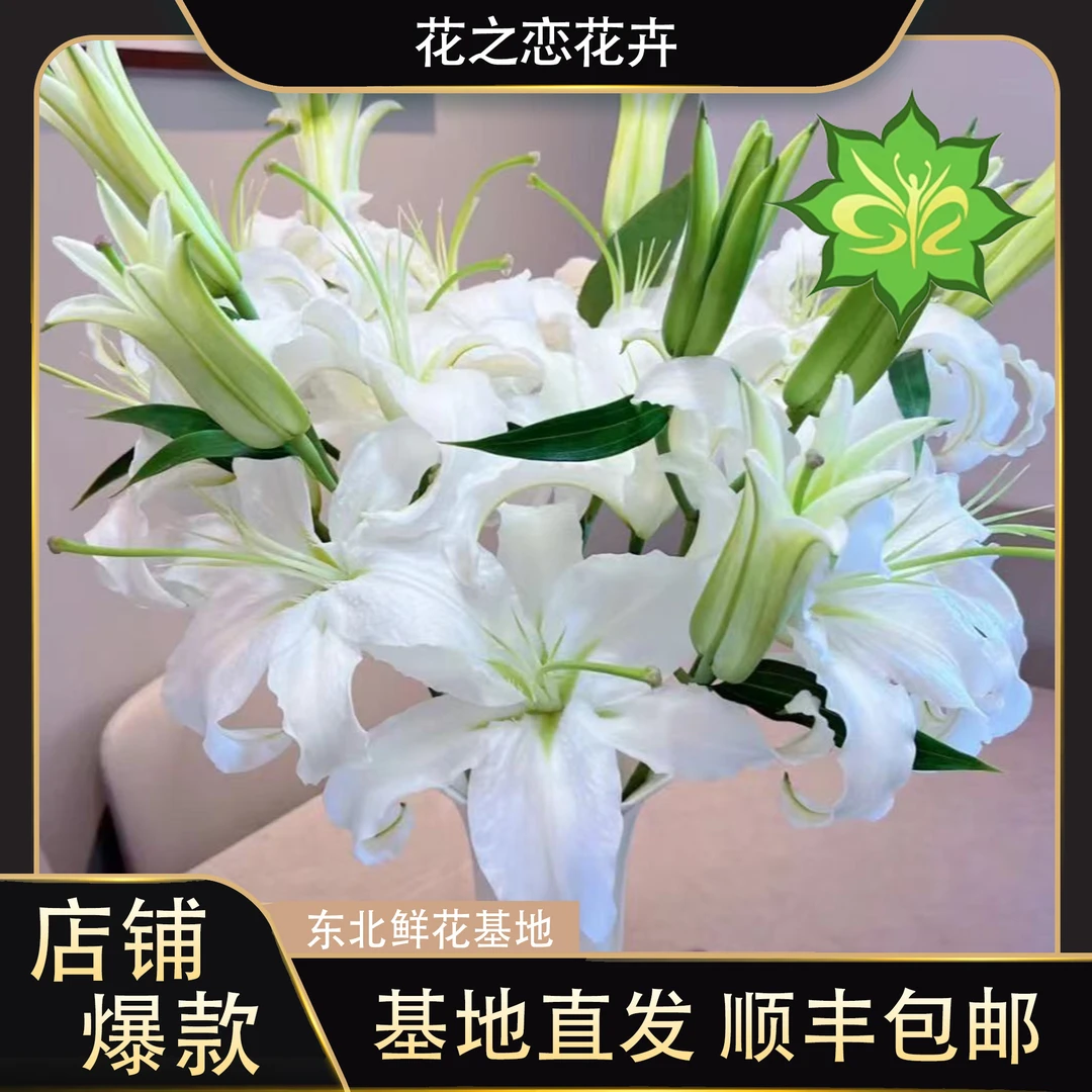 西伯利亚白百合   居家办公优选《东北基地发货》