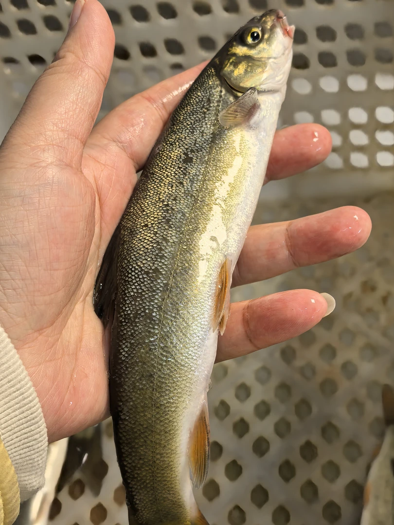 小洋鱼1斤(2-5条)默认宰杀,不杀请备注