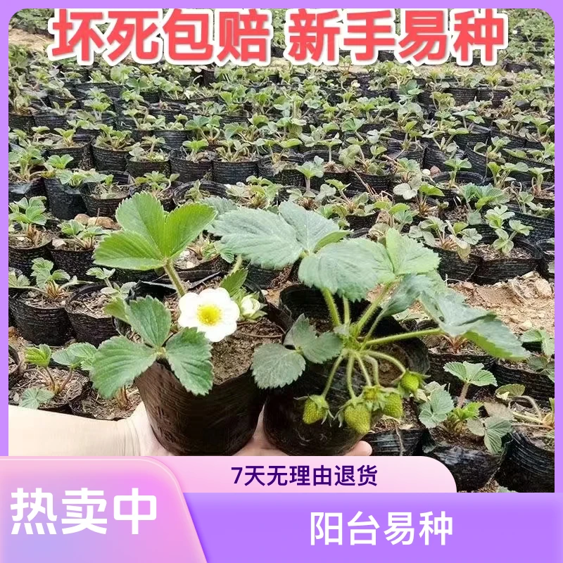 草莓秧苗盆栽原盆原土四季奶油红颜草莓南北方当年结果阳台易爆盆