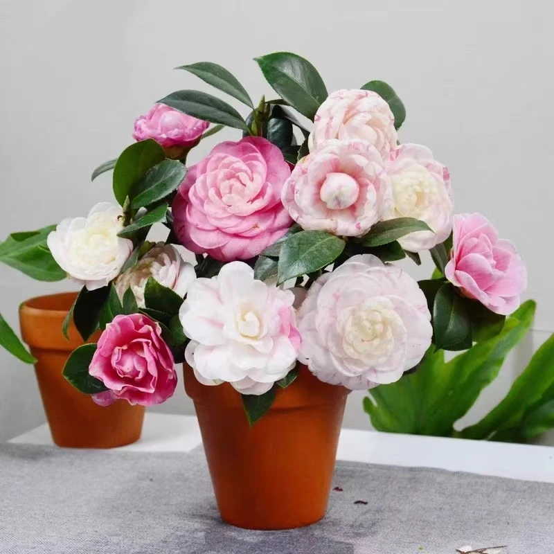 七仙女山茶花盆栽地栽阳台庭院造型花园