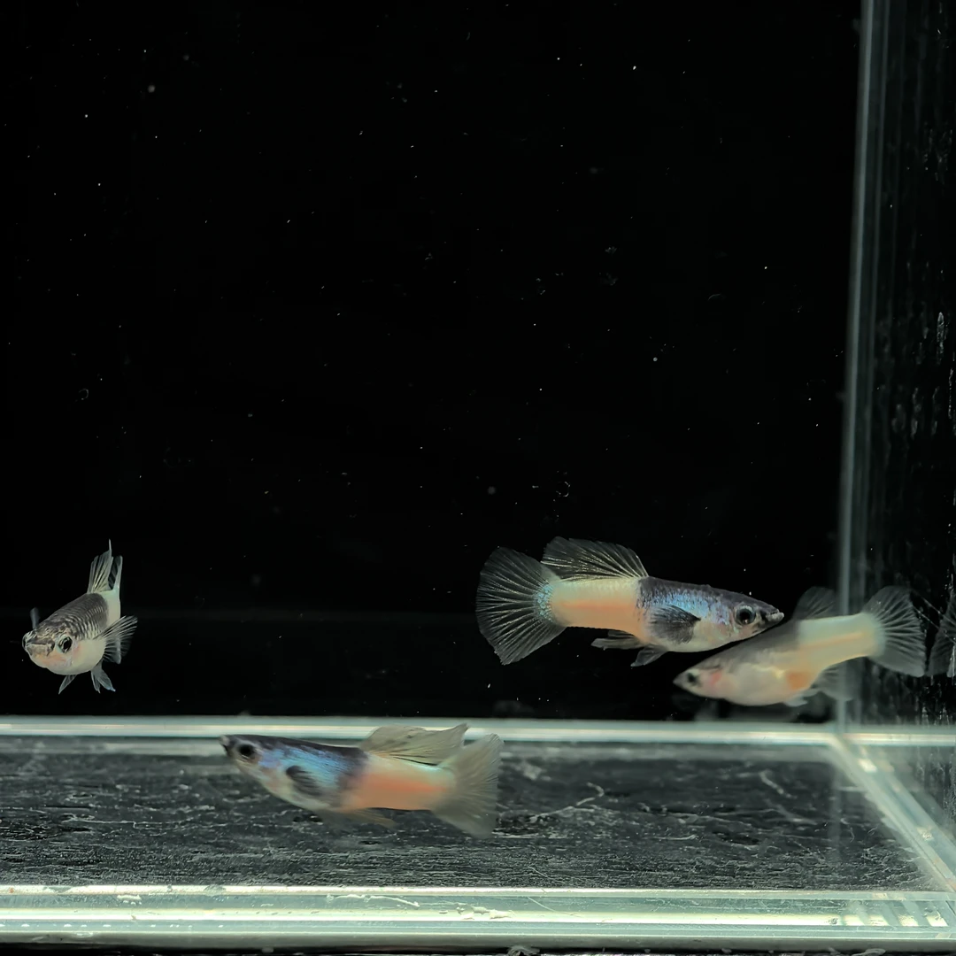 粉红猫孔雀鱼 以直播间为准！（签收两小时内无开箱视频不报损！)