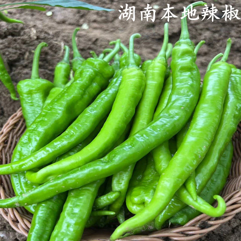 青辣椒新鲜的湖南本地辣椒农家菜园自种辣椒中辣现摘现发青辣椒