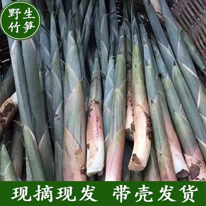 野生小竹笋新鲜甜竹笋湖南特产水竹笋农家现挖带壳农户自采自销