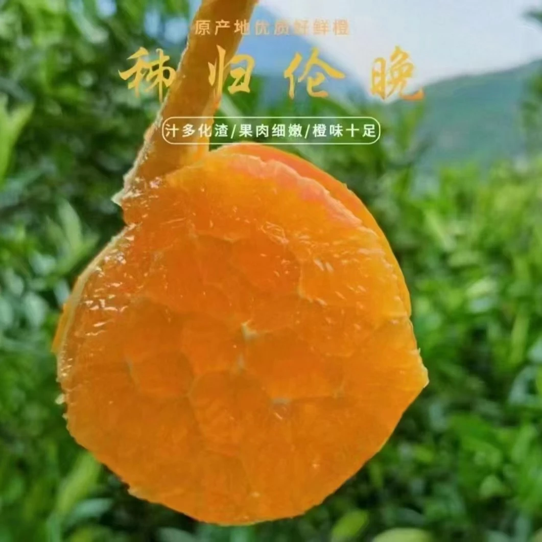 正宗秭归三长江边伦晚春橙，中果10斤皮薄肉厚爆汁纯甜现摘
