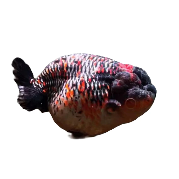 兰寿金鱼雪豹奶花红白水墨