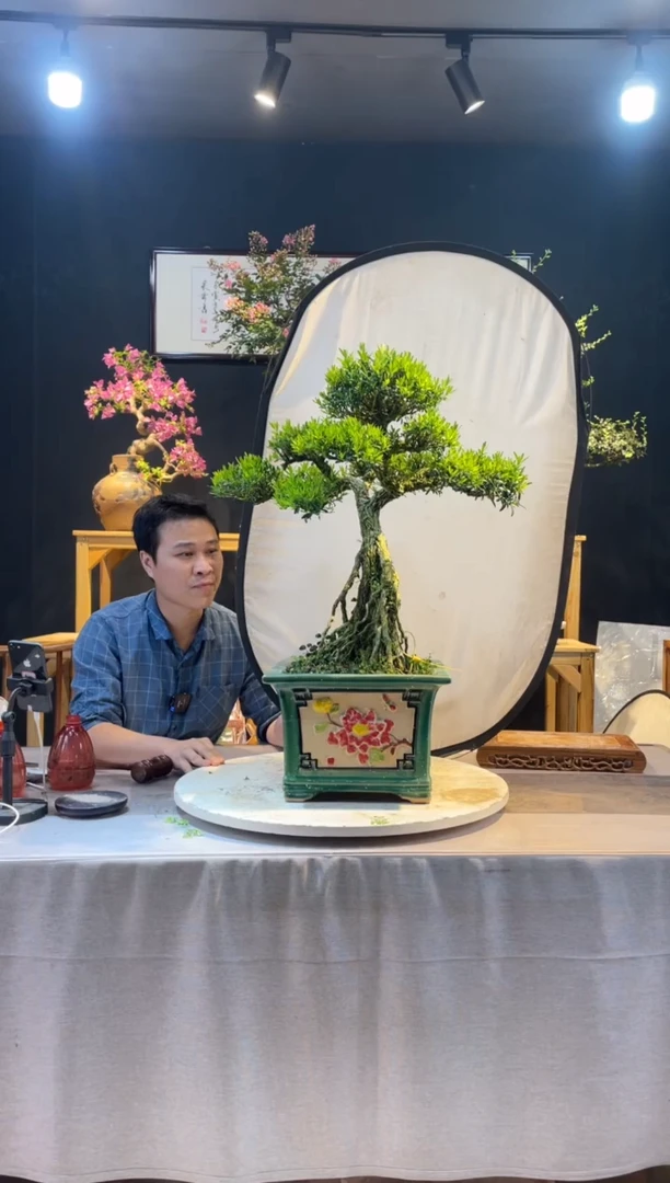 【闪购商品】盆景皱皮黄杨