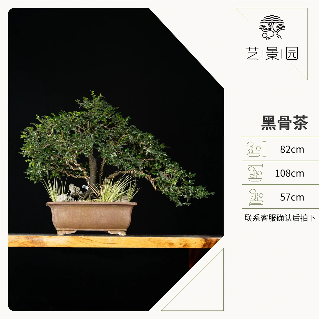 【艺景园】黑骨茶 一本多杆 古风寓意 中式茶桌办公室 高端盆景