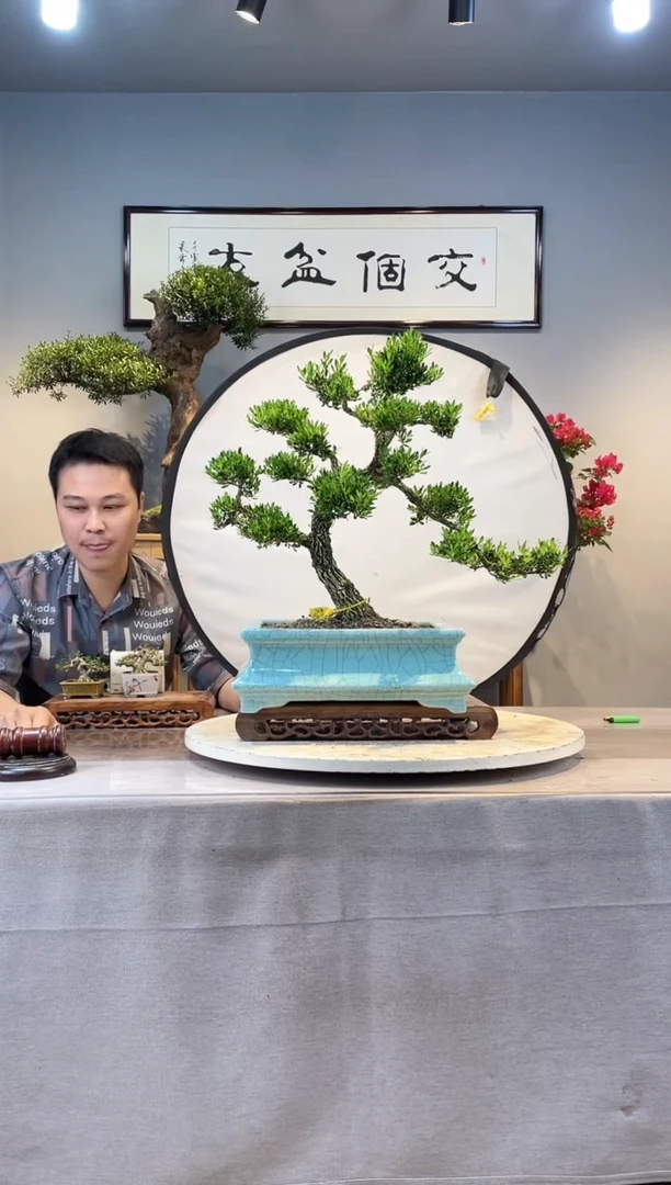 【闪购商品】盆景黄杨