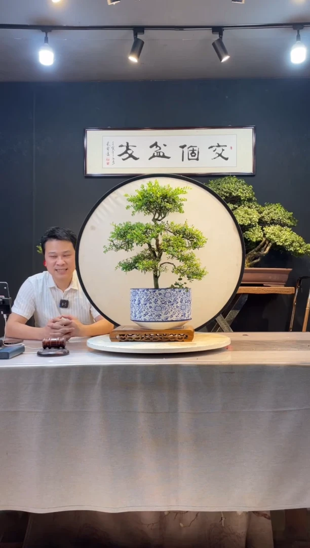 【闪购商品】盆景小叶赤楠