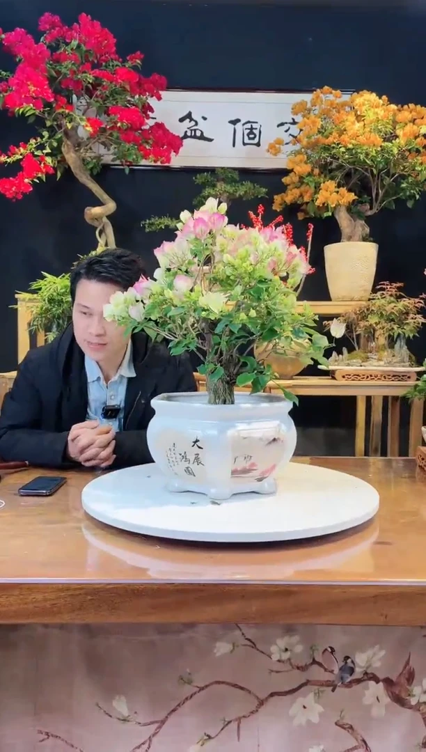 【闪购商品】盆景绿樱