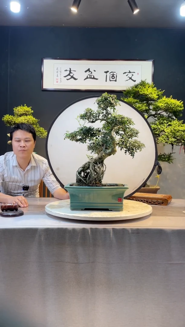 【闪购商品】盆景对节白蜡