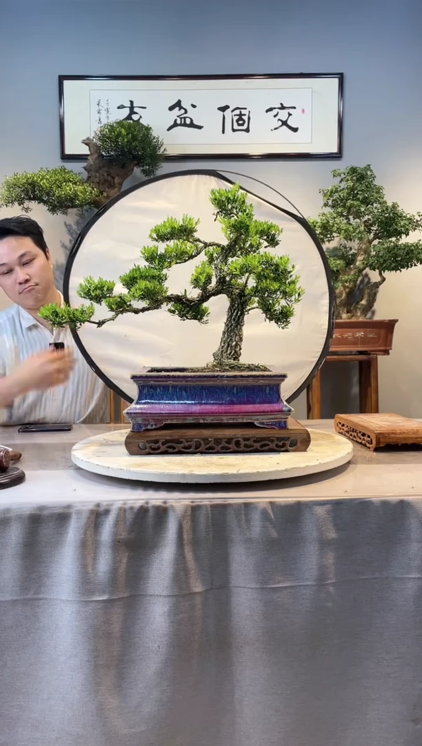 【闪购商品】盆景黄杨